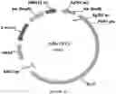 Fig. 51 - Methods for regulating nitrogen metabolism during the production of ethanol from corn by metabolically engineered yeast strains