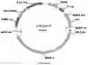Fig. 52 - Methods for regulating nitrogen metabolism during the production of ethanol from corn by metabolically engineered yeast strains