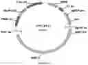 Fig. 54 - Methods for regulating nitrogen metabolism during the production of ethanol from corn by metabolically engineered yeast strains