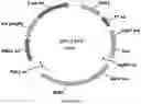 Fig. 55 - Methods for regulating nitrogen metabolism during the production of ethanol from corn by metabolically engineered yeast strains