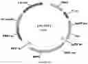 Fig. 57 - Methods for regulating nitrogen metabolism during the production of ethanol from corn by metabolically engineered yeast strains