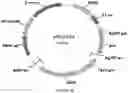 Fig. 59 - Methods for regulating nitrogen metabolism during the production of ethanol from corn by metabolically engineered yeast strains