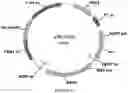 Fig. 61 - Methods for regulating nitrogen metabolism during the production of ethanol from corn by metabolically engineered yeast strains