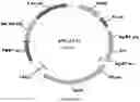 Fig. 63 - Methods for regulating nitrogen metabolism during the production of ethanol from corn by metabolically engineered yeast strains