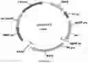 Fig. 65 - Methods for regulating nitrogen metabolism during the production of ethanol from corn by metabolically engineered yeast strains
