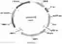 Fig. 66 - Methods for regulating nitrogen metabolism during the production of ethanol from corn by metabolically engineered yeast strains