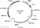 Fig. 67 - Methods for regulating nitrogen metabolism during the production of ethanol from corn by metabolically engineered yeast strains