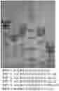 Fig. 01 - Composition for producing tagatose and method of producing tagatose using the same