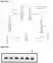 Fig. 27 - POLYNUCLEOTIDE SYNTHESIS METHOD, KIT AND SYSTEM