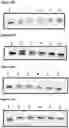 Fig. 28 - POLYNUCLEOTIDE SYNTHESIS METHOD, KIT AND SYSTEM