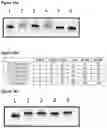 Fig. 29 - POLYNUCLEOTIDE SYNTHESIS METHOD, KIT AND SYSTEM