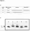 Fig. 71 - POLYNUCLEOTIDE SYNTHESIS METHOD, KIT AND SYSTEM