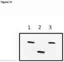 Fig. 74 - POLYNUCLEOTIDE SYNTHESIS METHOD, KIT AND SYSTEM