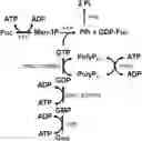 Fig. 01 - Enzymatic method for preparation of GDP-fucose