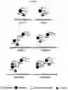 Fig. 06 - Enzymatic method for preparation of GDP-fucose