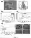Fig. 05 - A METHOD, AN ELECTROCHEMICAL SENSOR AND A SYSTEM FOR SELECTIVE DETECTION OF INFECTIONS