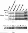 Fig. 10 - Compounds to Identify Beta-Lactamases, and Methods of Use Thereof
