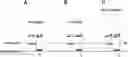 Fig. 01 - DETECTION OF DOUBLE STRANDED NUCLEIC ACIDS IN SITU AND METHODS RELATED THERETO