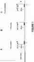 Fig. 02 - DETECTION OF DOUBLE STRANDED NUCLEIC ACIDS IN SITU AND METHODS RELATED THERETO
