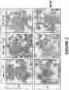 Fig. 04 - DETECTION OF DOUBLE STRANDED NUCLEIC ACIDS IN SITU AND METHODS RELATED THERETO