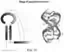 Fig. 05 - gRNA STABILIZATION IN NUCLEIC ACID-GUIDED NICKASE EDITING