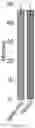 Fig. 06 - PAIRED MACROMOLECULE ABUNDANCE AND T-CELL RECEPTOR SEQUENCING WITH HIGH SPATIAL RESOLUTION