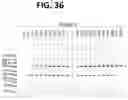Fig. 37 - RELATIVE QUANTIFICATION OF GENETIC VARIANTS IN A SAMPLE