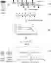 Fig. 01 - METHODS USING CHARACTERISTICS OF URINARY AND OTHER DNA