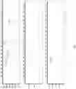 Fig. 21 - Multiplexed Fuel Analysis
