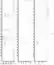 Fig. 25 - Multiplexed Fuel Analysis