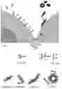 Fig. 02 - Biopolymer concentration method, crystallization method, and nanostructured substrate