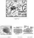 Fig. 09 - Biopolymer concentration method, crystallization method, and nanostructured substrate