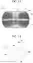 Fig. 09 - Vehicle light fixture