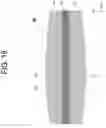 Fig. 15 - Vehicle light fixture
