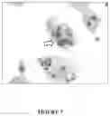 Fig. 08 - CYTOLOGICAL STAINING COMPOSITIONS AND USES THEREOF