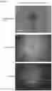 Fig. 28 - Microscopic object collection system and microscopic object collection method