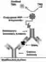Fig. 01 - DUAL FUNCTION ELECTRO-OPTICAL SILICON FIELD-EFFECT TRANSISTOR MOLECULAR SENSOR