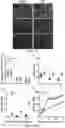 Fig. 06 - Fibrosis model and methods of use thereof