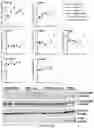 Fig. 14 - Fibrosis model and methods of use thereof