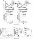 Fig. 32 - Fibrosis model and methods of use thereof