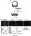 Fig. 35 - Fibrosis model and methods of use thereof