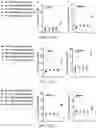 Fig. 42 - Fibrosis model and methods of use thereof