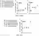 Fig. 43 - Fibrosis model and methods of use thereof