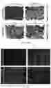 Fig. 50 - Fibrosis model and methods of use thereof