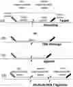 Fig. 01 - Method for relative quantification of nucleic acid sequence, expression, or copy changes, using combined nuclease, ligation, and polymerase reactions