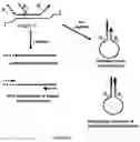 Fig. 07 - Method for relative quantification of nucleic acid sequence, expression, or copy changes, using combined nuclease, ligation, and polymerase reactions