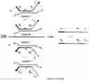 Fig. 14 - Method for relative quantification of nucleic acid sequence, expression, or copy changes, using combined nuclease, ligation, and polymerase reactions