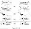 Fig. 17 - Method for relative quantification of nucleic acid sequence, expression, or copy changes, using combined nuclease, ligation, and polymerase reactions