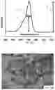 Fig. 07 - SIGNALING CONJUGATES AND METHODS OF USE