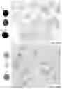 Fig. 10 - SIGNALING CONJUGATES AND METHODS OF USE